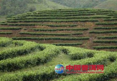 农业部种植业管理司对2015年茶