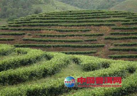 普洱茶