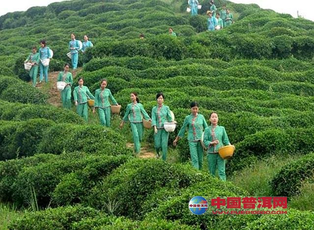 <u><a href='http://www.puer10000.com/puerzhishi/32854.html' target='_blank'>ն<u><a href='http://www.puer10000.com/puerzhishi/100997.html' target='_blank'></a></u></a></u>