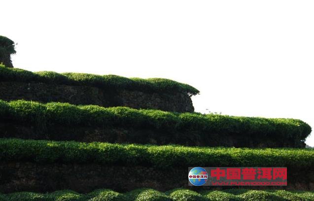 <u><a href='http://www.puer10000.com/puerzhishi/32854.html' target='_blank'>ն<u><a href='http://www.puer10000.com/puerzhishi/100997.html' target='_blank'></a></u></a></u>