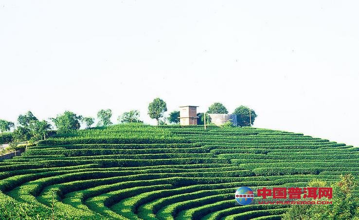 <u><a href='http://www.puer10000.com/puerzhishi/32854.html' target='_blank'>普洱<u><a href='http://www.puer10000.com/puerzhishi/100997.html' target='_blank'>茶</a></u></a></u>