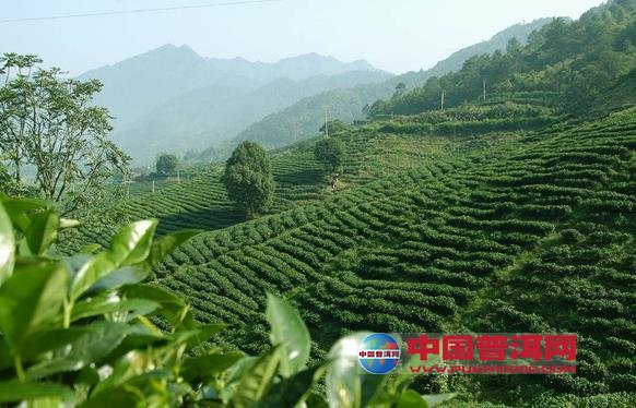 <u><a href='http://www.puer10000.com/puerzhishi/32854.html' target='_blank'>普洱<u><a href='http://www.puer10000.com/puerzhishi/100997.html' target='_blank'>茶</a></u></a></u>