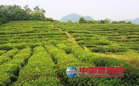<u><a href='http://www.puer10000.com/puerzhishi/32854.html' target='_blank'>ն<u><a href='http://www.puer10000.com/puerzhishi/100997.html' target='_blank'></a></u></a></u>