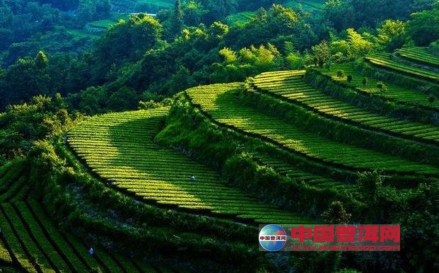 <u><a href='http://www.puer10000.com/puerzhishi/32854.html' target='_blank'>普洱<u><a href='http://www.puer10000.com/puerzhishi/100997.html' target='_blank'>茶</a></u></a></u>