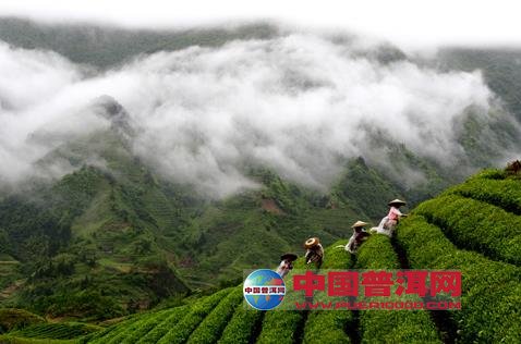 普洱茶