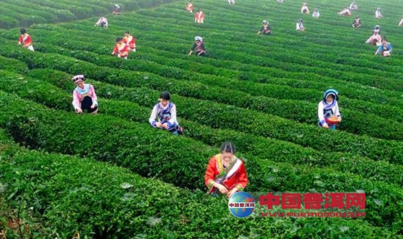 普洱茶