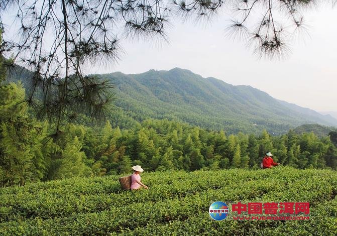 普洱茶