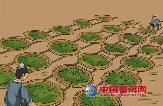 普洱茶