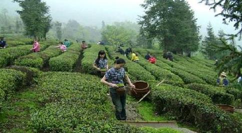 普洱茶