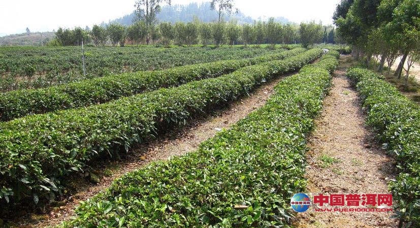 普洱茶