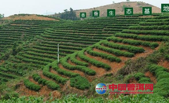 普洱茶