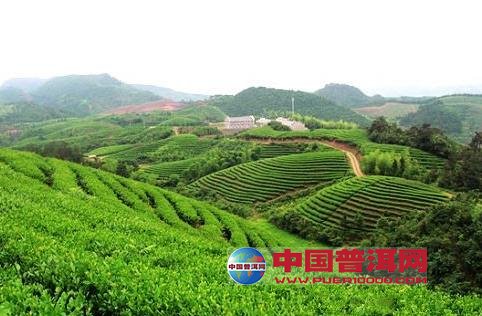普洱茶