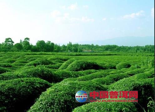 普洱茶