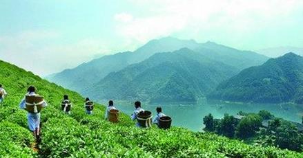 普洱茶