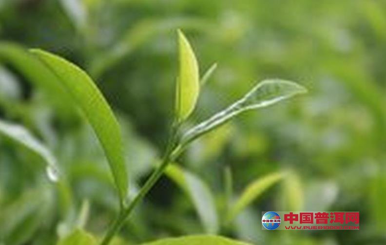普洱茶