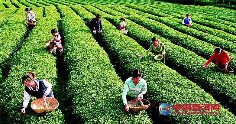普洱茶