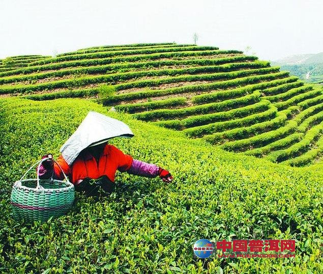 普洱茶