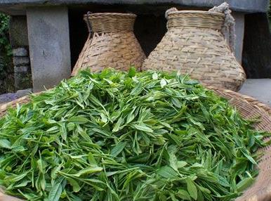 普洱茶