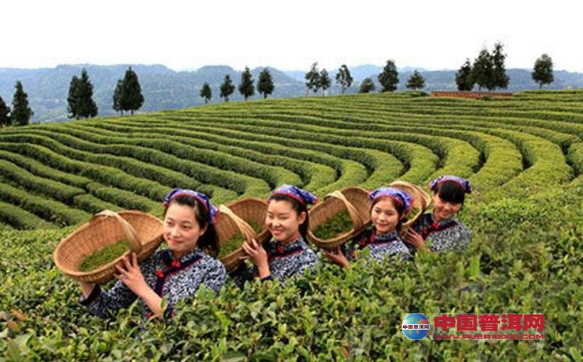 普洱茶