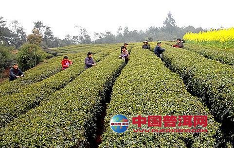 普洱茶