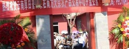 普洱茶