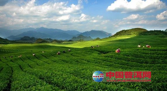 普洱茶