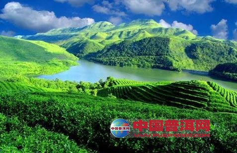 普洱茶