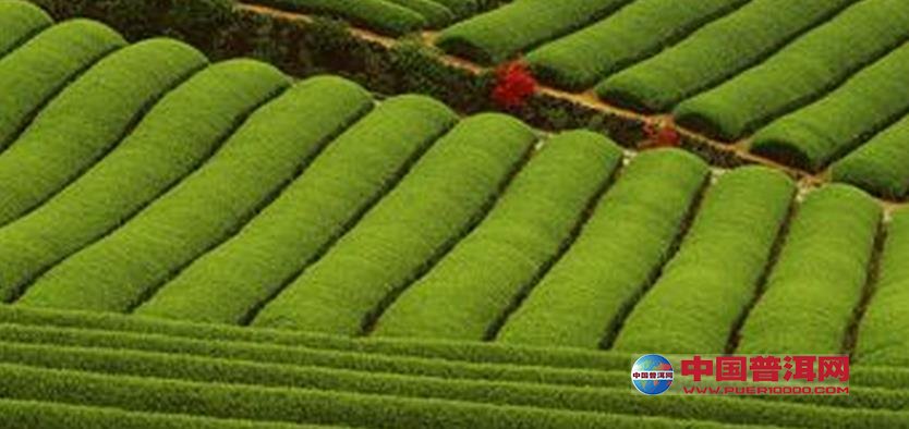 普洱茶