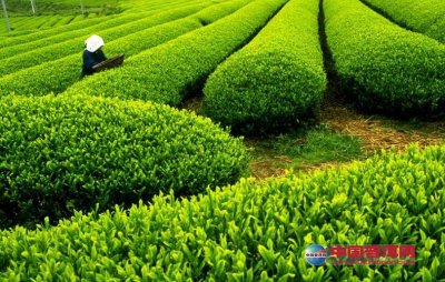 新寨生态茶叶示范园区领跑茶产