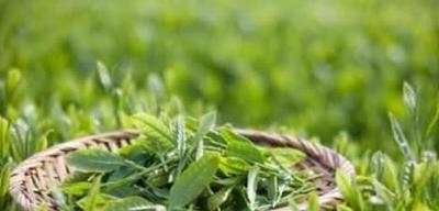 普洱茶