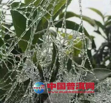 普洱茶