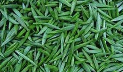 普洱茶