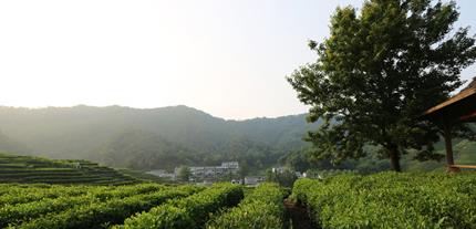普洱茶