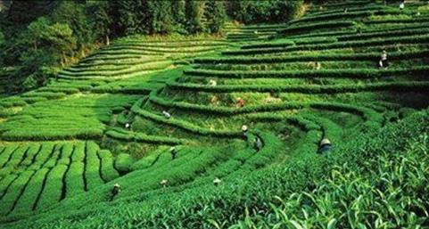 普洱茶