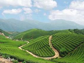 普洱茶