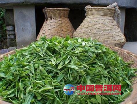 <u><a href='http://www.puer10000.com/puerzhishi/32854.html' target='_blank'>ն<u><a href='http://www.puer10000.com/puerzhishi/100997.html' target='_blank'></a></u></a></u>