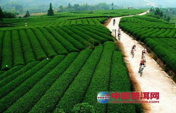 普洱茶