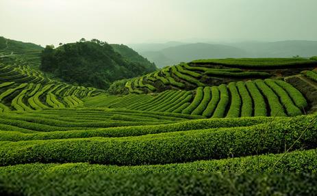 普洱茶