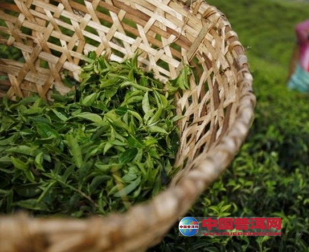 普洱茶