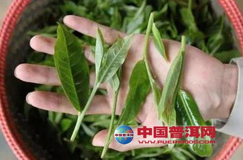 普洱茶