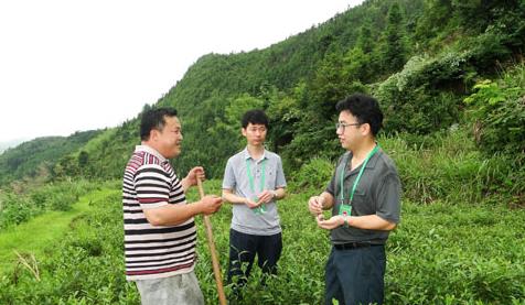 普洱茶