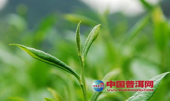 普洱茶