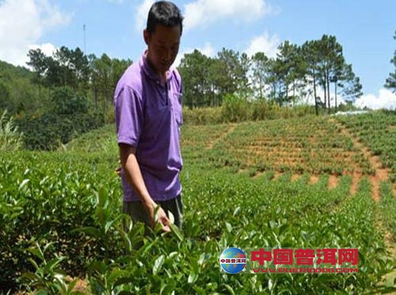 普洱茶