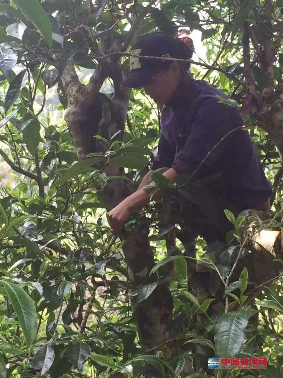 普洱茶