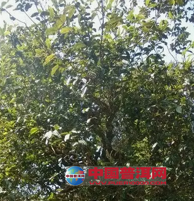 普洱茶