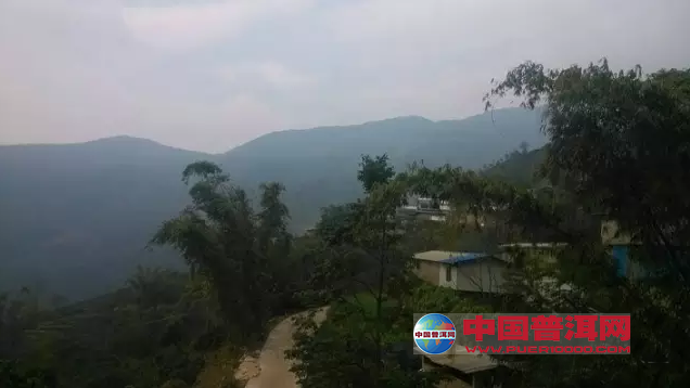 普洱茶