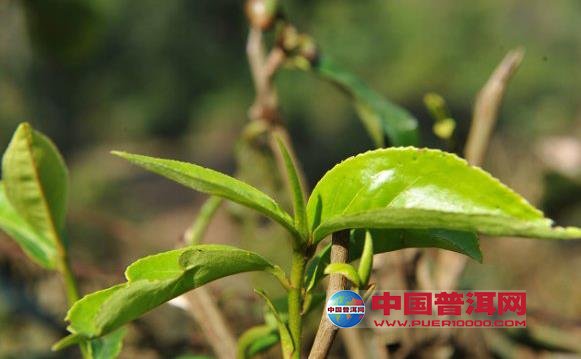 普洱茶