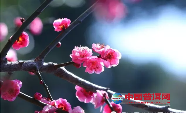 <u><a href='http://www.puer10000.com/puerzhishi/32854.html' target='_blank'>普洱<u><a href='http://www.puer10000.com/puerzhishi/100997.html' target='_blank'>茶</a></u></a></u>