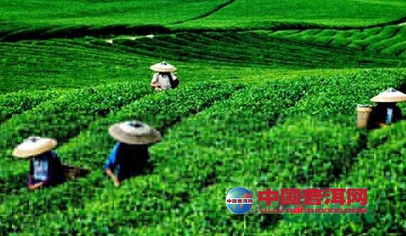 普洱茶