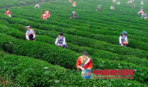普洱茶